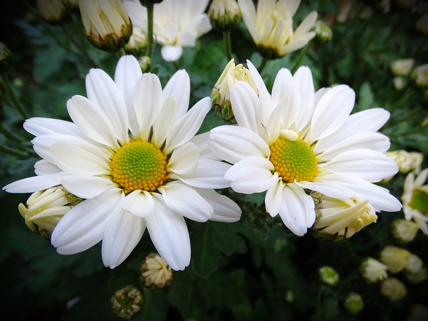 Chrysanthemen