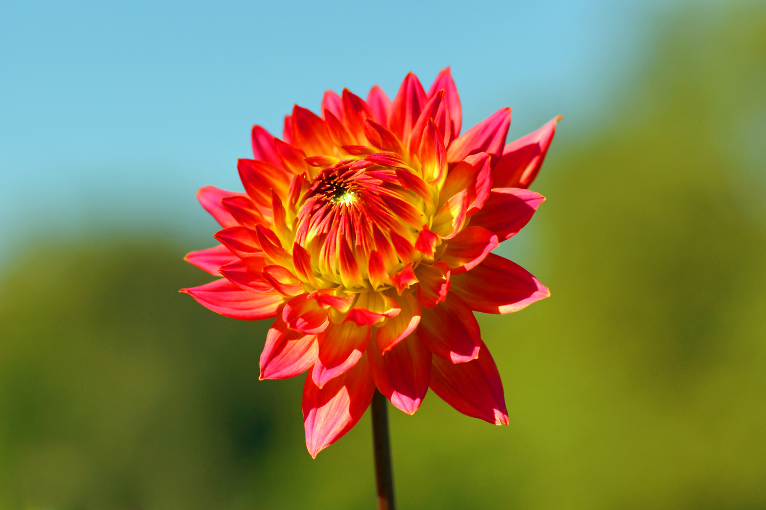 Chrysanthemen