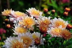 chrysanthemen (4)