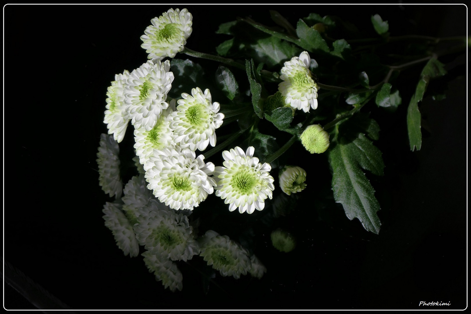 Chrysanthemen