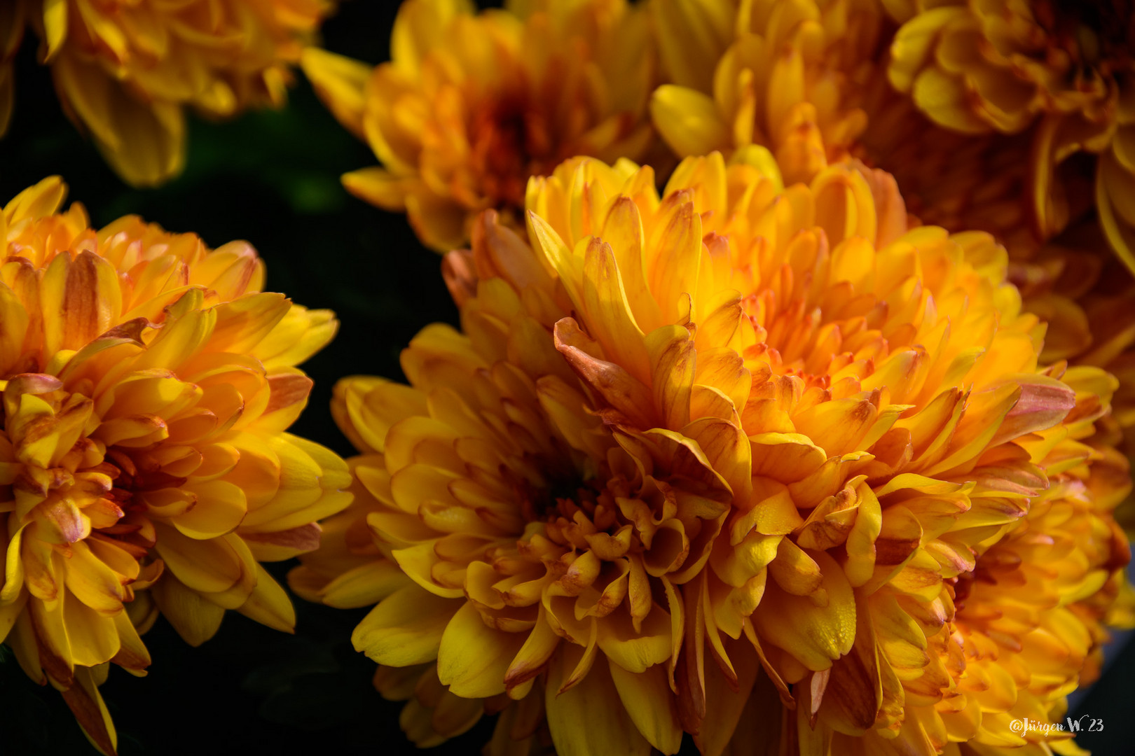 Chrysanthemen