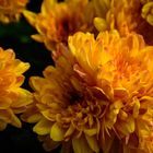 Chrysanthemen