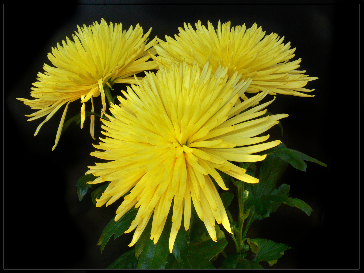 Chrysanthemen 