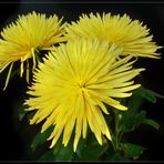 Chrysanthemen 