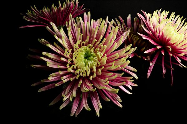 ....Chrysanthemen....