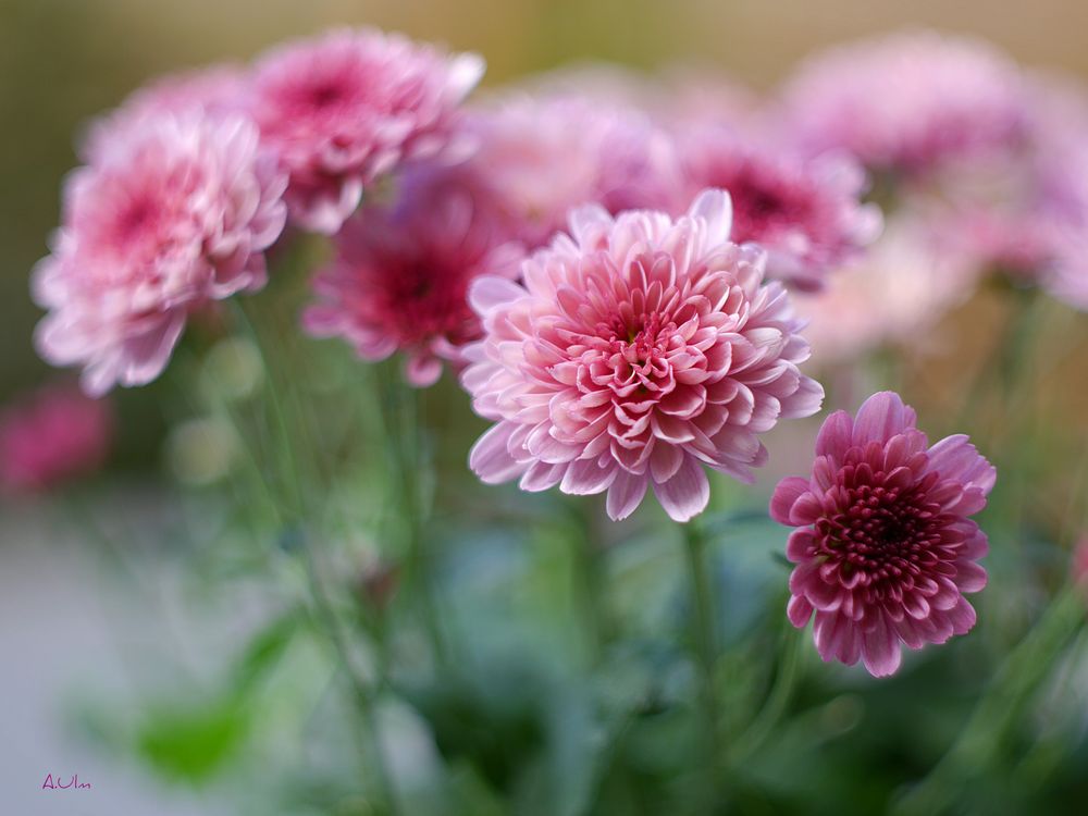 &amp;quot;Chrysanthemen &amp;quot; Foto &amp; Bild | natur, pflanzen, herbstblätter Bilder ...