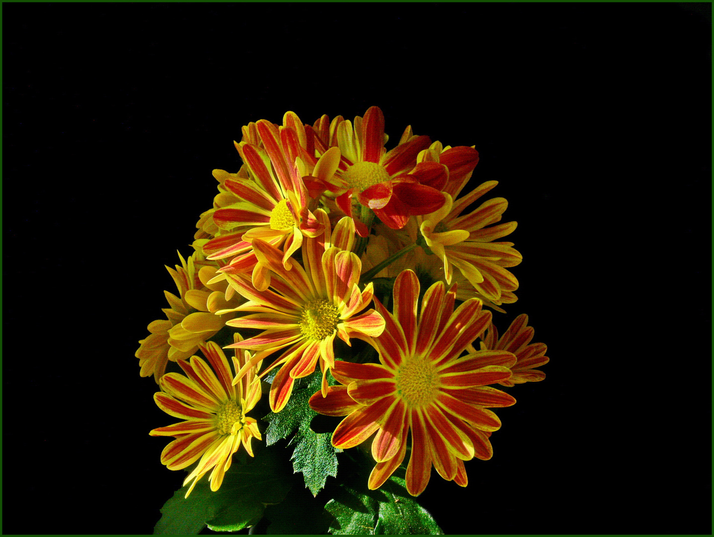 Chrysanthemen