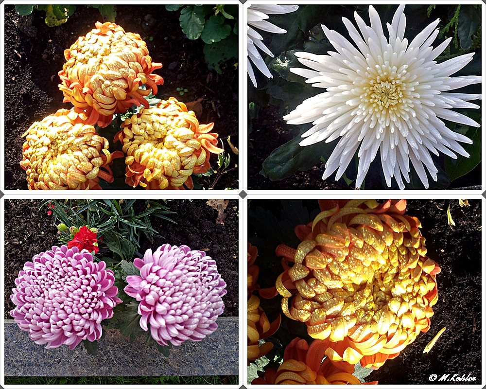 Chrysanthemen