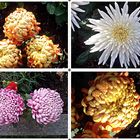 Chrysanthemen