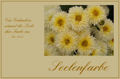 Chrysanthemen