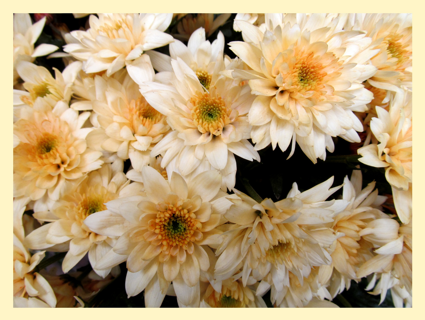 Chrysanthemen .....................