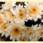 Chrysanthemen .....................