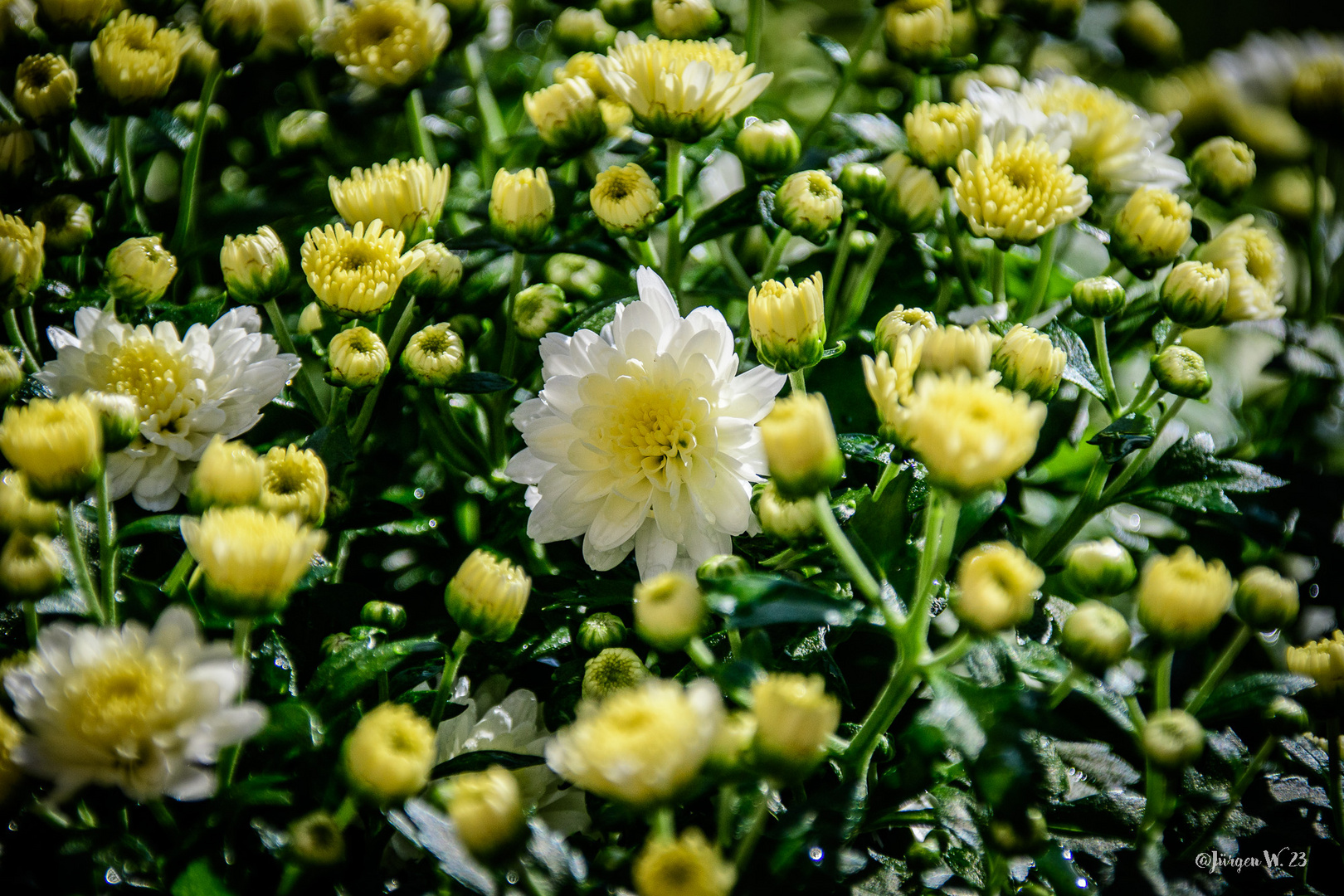 Chrysanthemen