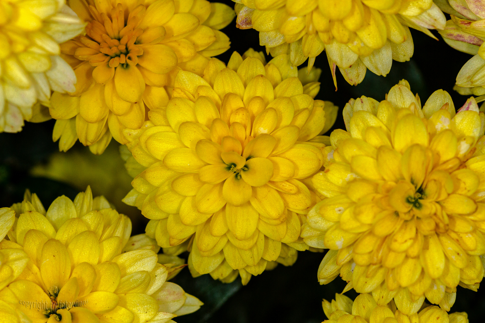 Chrysanthemen