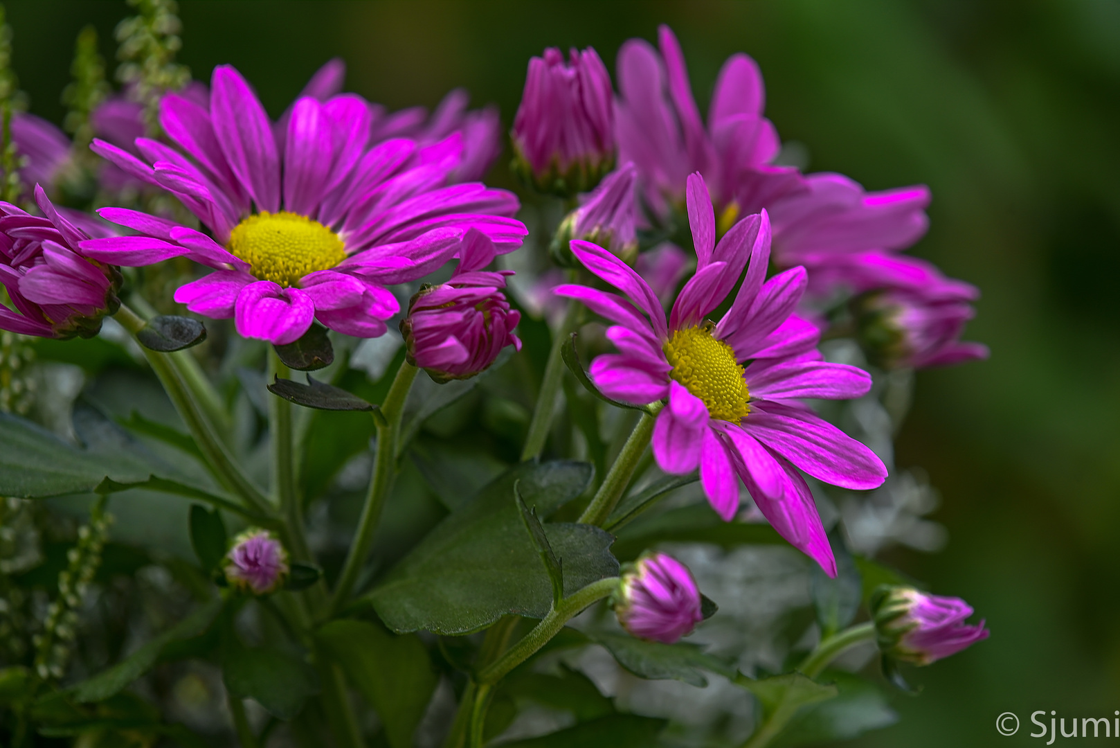 Chrysanthemen Foto &amp; Bild | makro, natur, stillleben Bilder auf ...