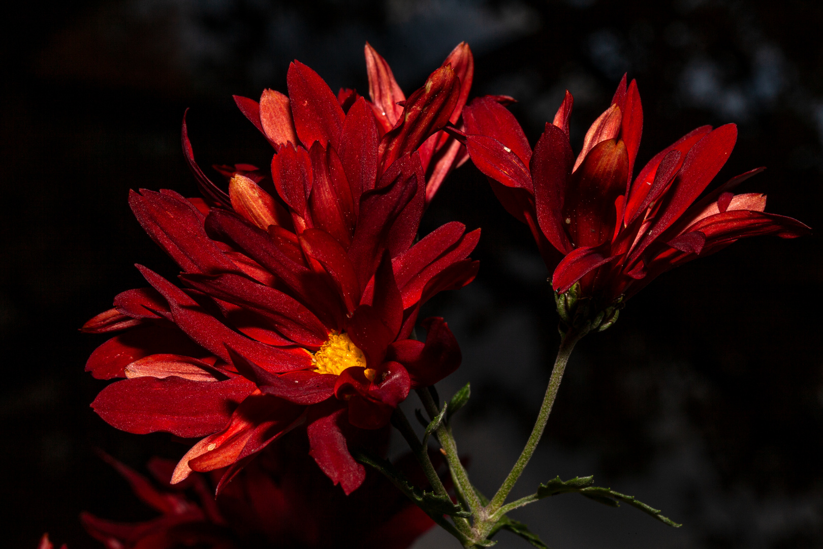 Chrysanthemen