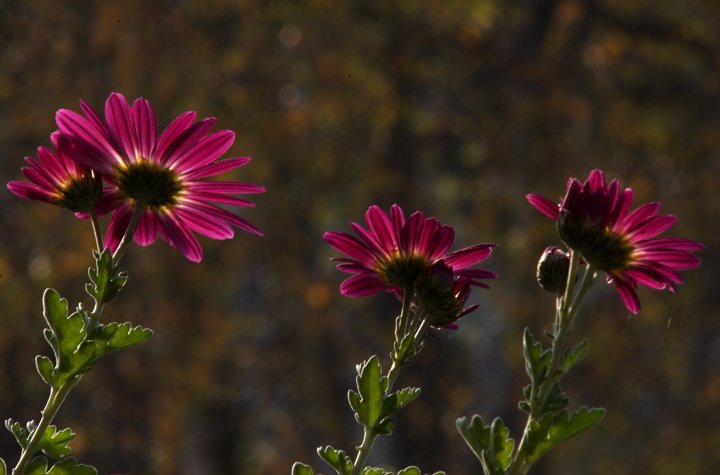 Chrysanthemen