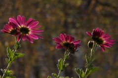 Chrysanthemen