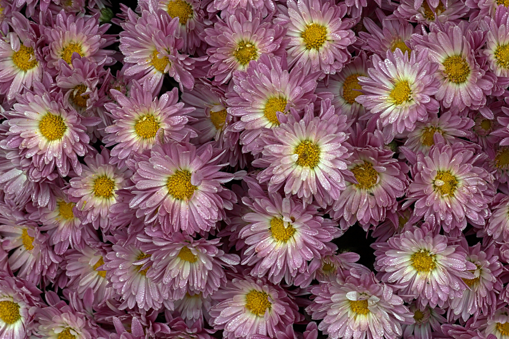 Chrysanthemen