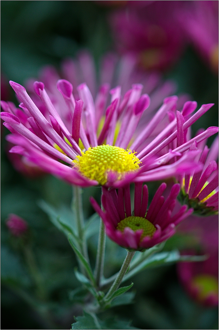 Chrysanthemen