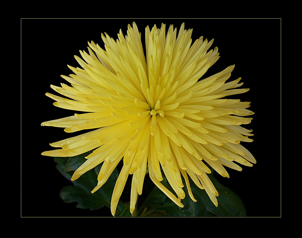 Chrysanthemen