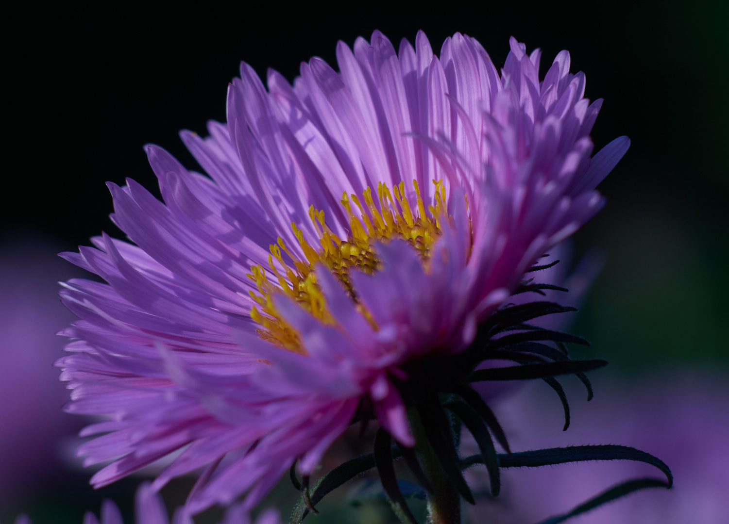 Chrysanthemen - Blüte in ganz gross