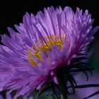 Chrysanthemen - Blüte in ganz gross