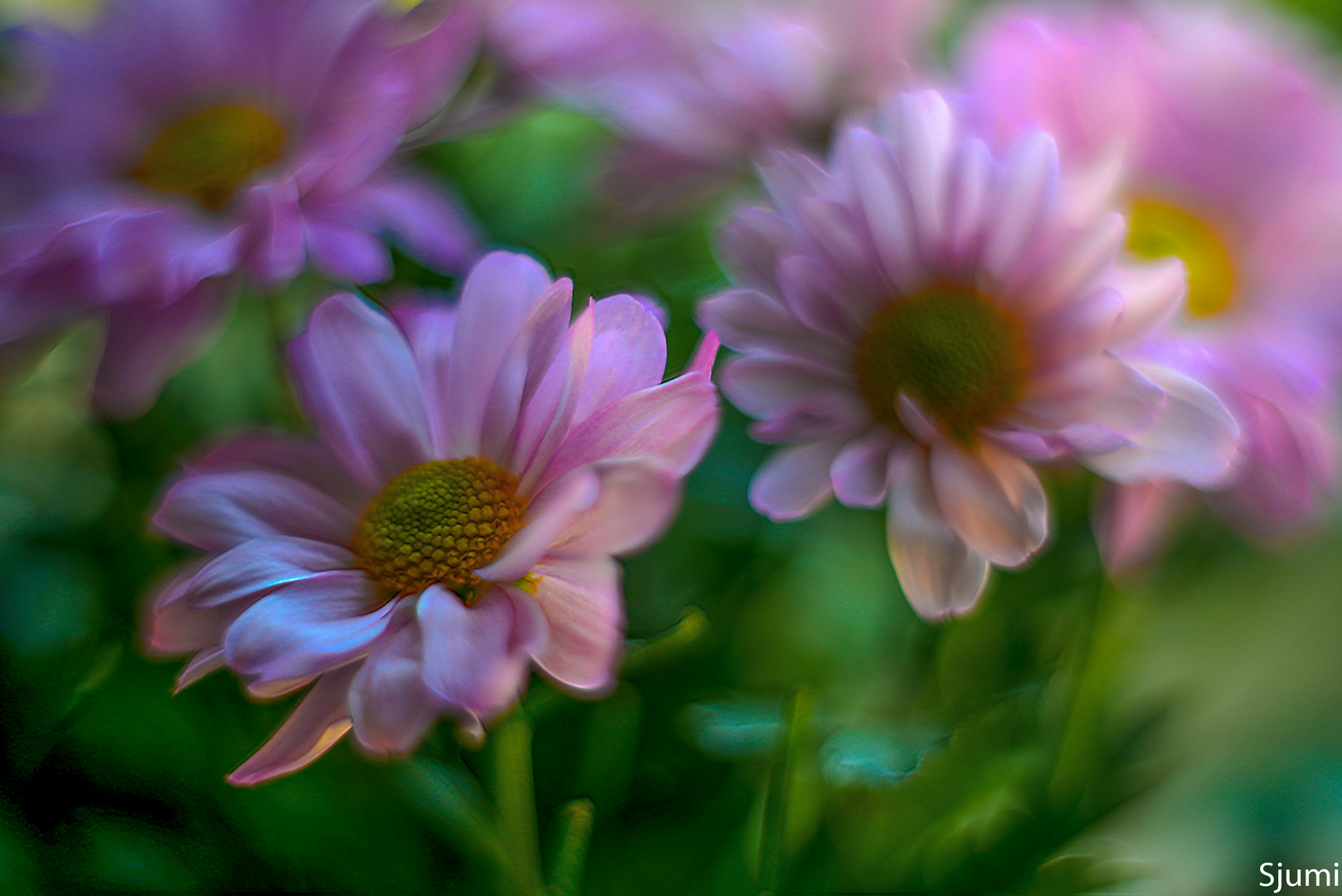 Chrysanthemen Blütentraum