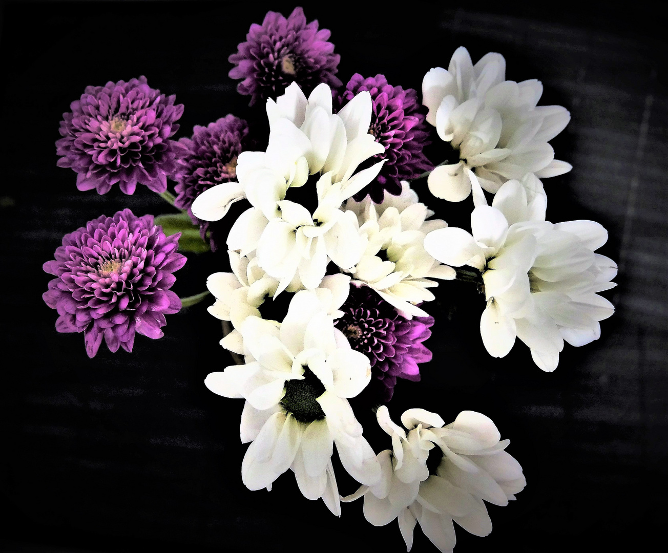 Chrysanthemen