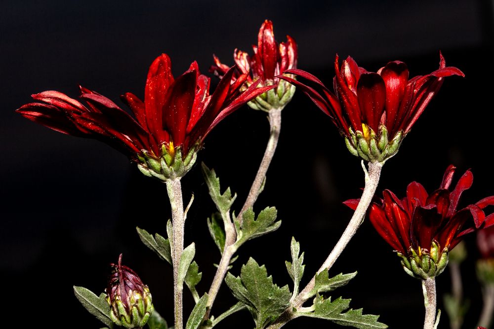 Chrysanthemen