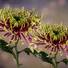   Chrysanthemen (Chrysanthemum)