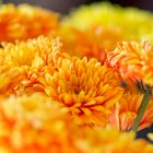 Chrysanthemen / Chrysanthemum