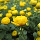 Chrysanthemen