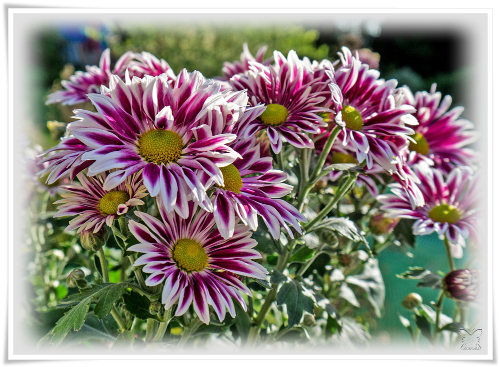 ~ Chrysanthemen ~ Foto &amp; Bild | pflanzen, pilze &amp; flechten, blüten ...