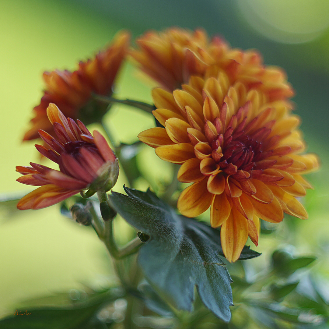 "Chrysanthemen "