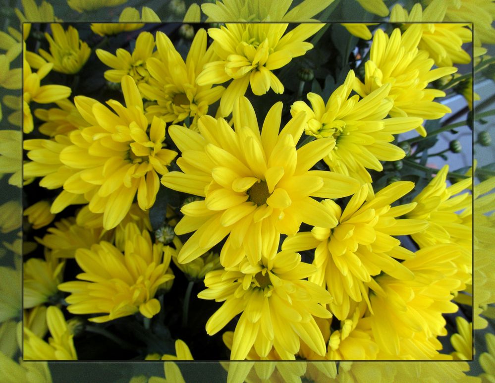 Chrysanthemen ..... Foto &amp; Bild | spezial, outdoor, natur Bilder auf ...