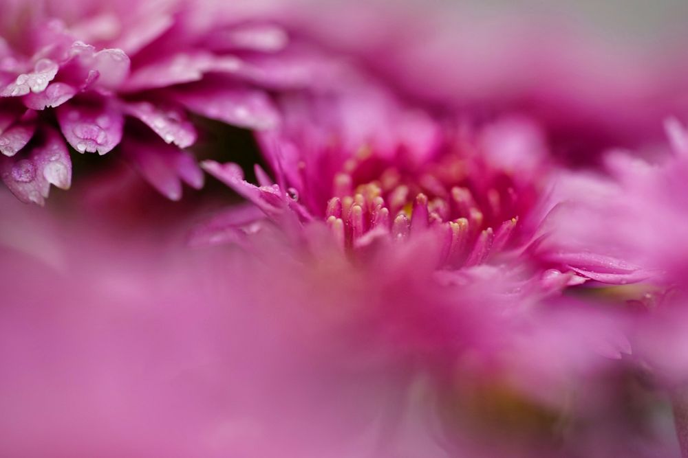 Chrysanthemen ganz nahe