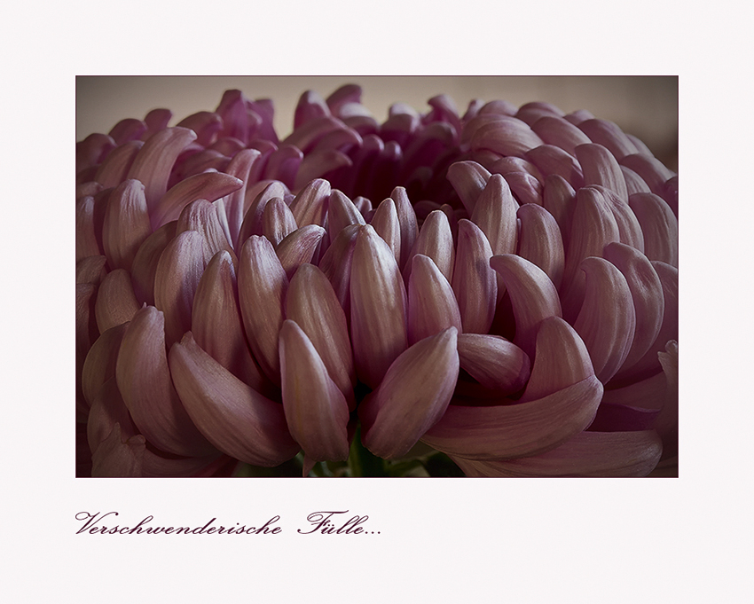 Chrysanthemen (III)....