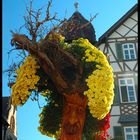 Chrysanthemen in Lahr