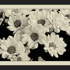 Chrysanthemen in sepia....