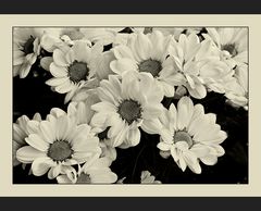 Chrysanthemen in sepia....