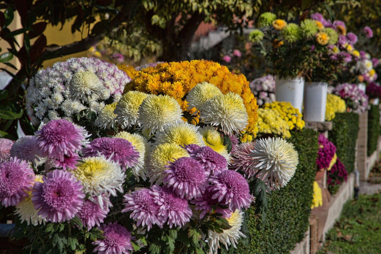 Chrysanthemen machen den Herbst noch bunter.