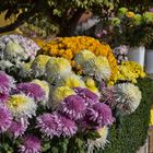 Chrysanthemen machen den Herbst noch bunter.