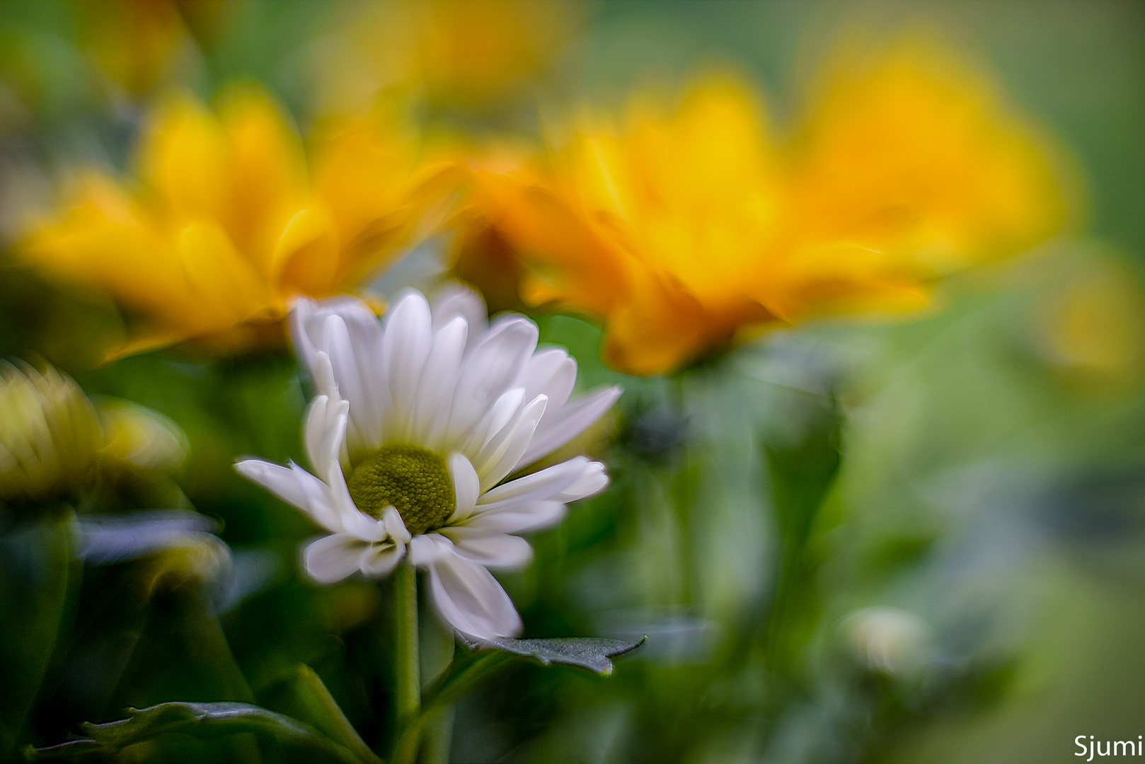 Chrysanthemen malerisch