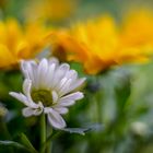 Chrysanthemen malerisch