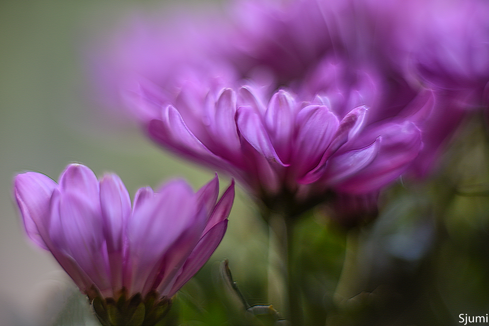 Chrysanthemen malerisch