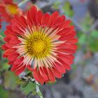 Chrysanthemen scheinen auf den Frost zu warten....