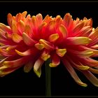 Chrysanthemen sind beliebte Schnittblumen .. auch in der winterlichen Zeit - ( Stacking Bild ) 
