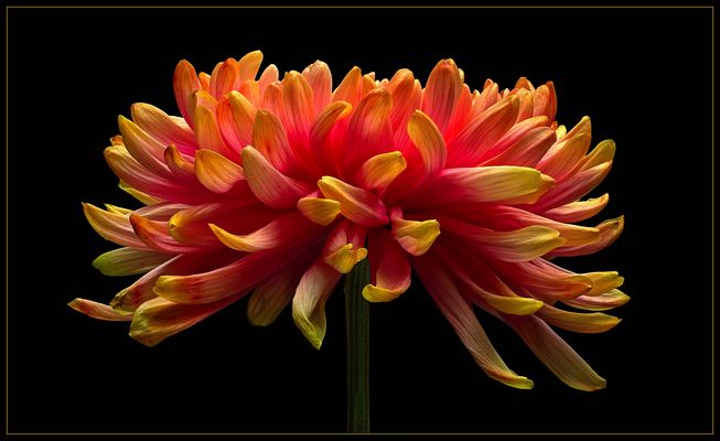 Chrysanthemen sind beliebte Schnittblumen .. auch in der winterlichen Zeit - ( Stacking Bild ) 