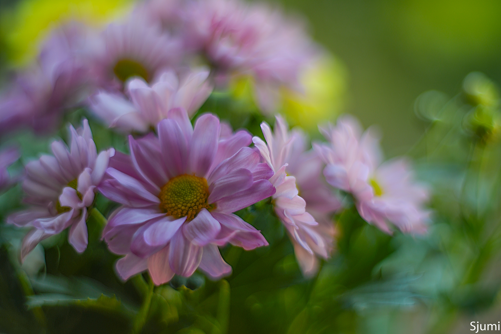 Chrysanthemen Traum